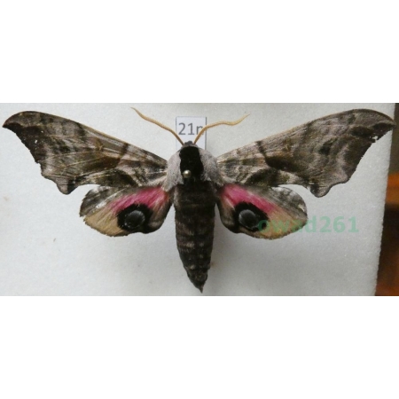 Smerinthus ocellata (Linnaeus, 1758) Nastrosz półpawik Poland21n